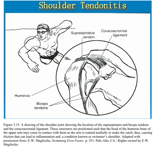 Dr. Ernie Maglischo's Primer for Swim Coaches