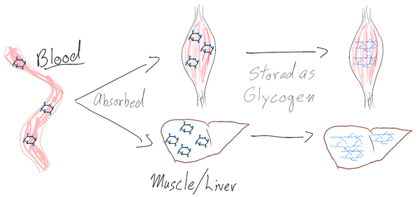 Guide nutritionnel du nageur