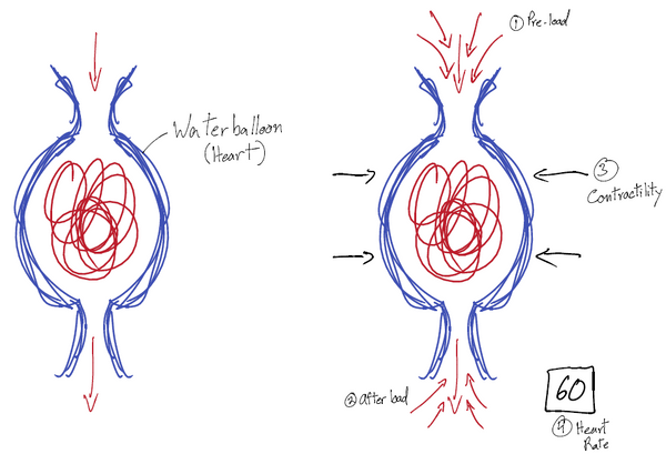 The Biology of Swimming