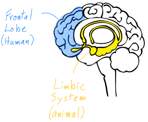 Guide de démarrage du nageur