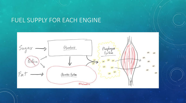 Le cours de biologie de la natation