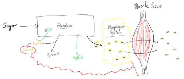 The Biology of Swimming