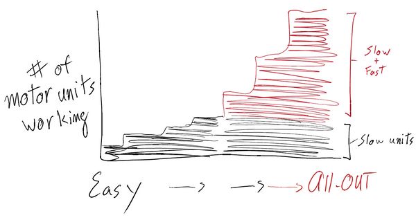 The Biology of Swimming