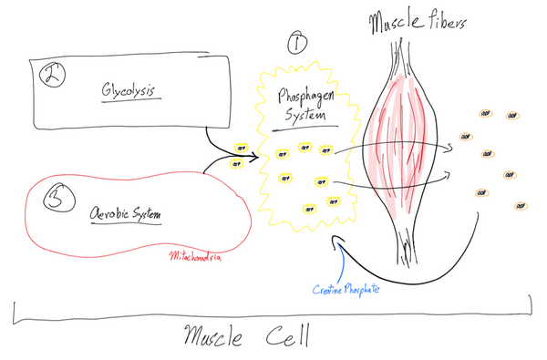 The Biology of Swimming