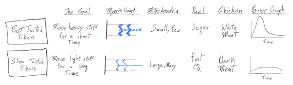 The Biology of Swimming