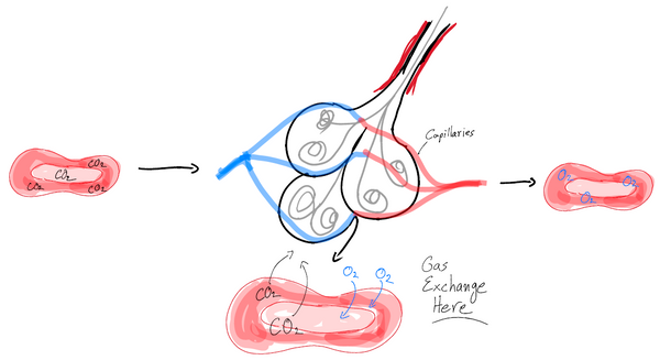 The Biology of Swimming