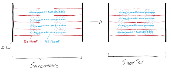 The Biology of Swimming